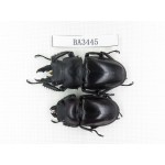 Neolucanus sp. China, Guizhou, Qiandongnan, Mt.Leigongshan. 1P. BA3445.