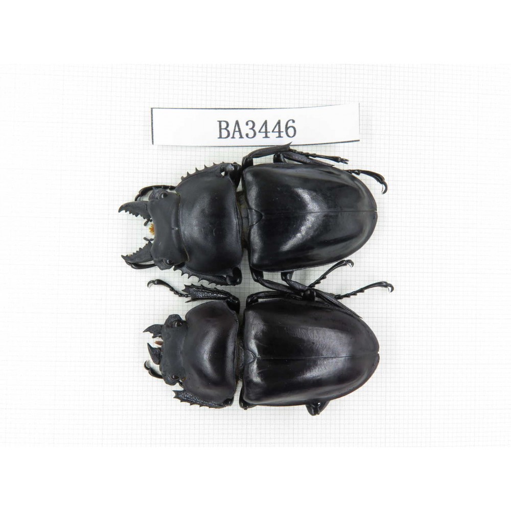 Neolucanus sp. China, Guizhou, Qiandongnan, Mt.Leigongshan. 1P. BA3446.