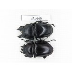 Neolucanus sp. China, Guizhou, Qiandongnan, Mt.Leigongshan. 1P. BA3446.