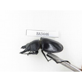 Neolucanus sp. China, Guizhou, Qiandongnan, Mt.Leigongshan. 1P. BA3446.