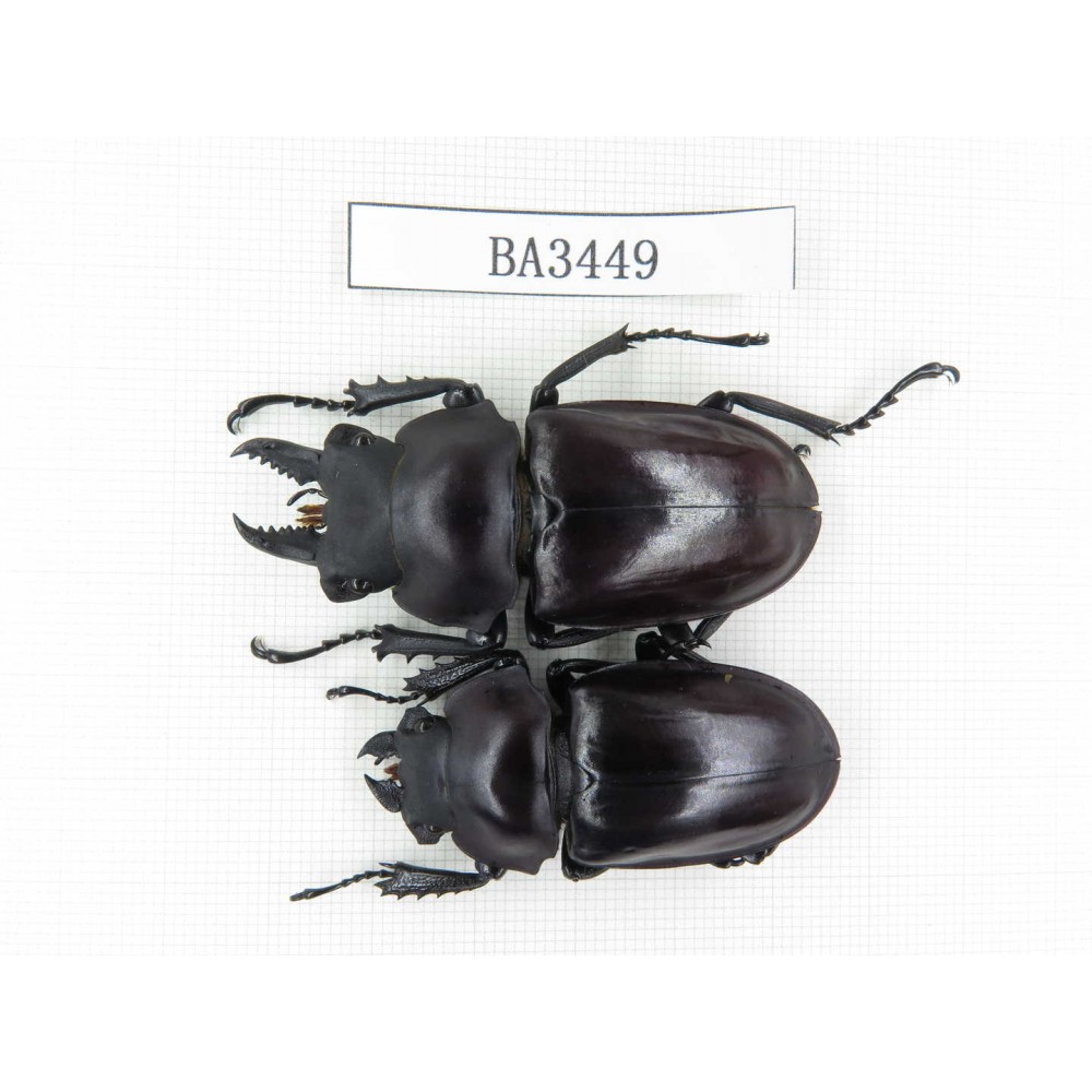Neolucanus sp. China, Guizhou, Qiandongnan, Mt.Leigongshan. 1P. BA3449.