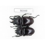 Neolucanus sp. China, Guizhou, Qiandongnan, Mt.Leigongshan. 1P. BA3449.