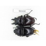 Neolucanus sp. China, Guizhou, Qiandongnan, Mt.Leigongshan. 1P. BA3450.