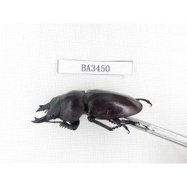 Neolucanus sp. China, Guizhou, Qiandongnan, Mt.Leigongshan. 1P. BA3450.
