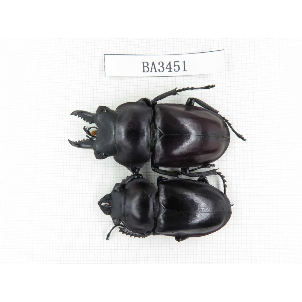 Neolucanus sp. China, Guizhou, Qiandongnan, Mt.Leigongshan. 1P. BA3451.