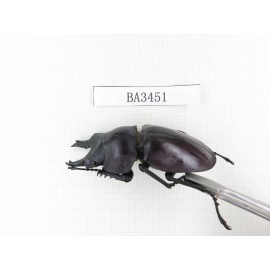 Neolucanus sp. China, Guizhou, Qiandongnan, Mt.Leigongshan. 1P. BA3451.