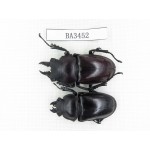 Neolucanus sp. China, Guizhou, Qiandongnan, Mt.Leigongshan. 1P. BA3452.