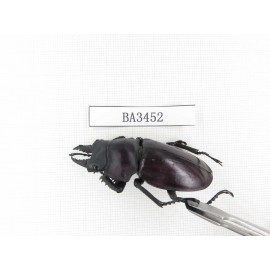 Neolucanus sp. China, Guizhou, Qiandongnan, Mt.Leigongshan. 1P. BA3452.