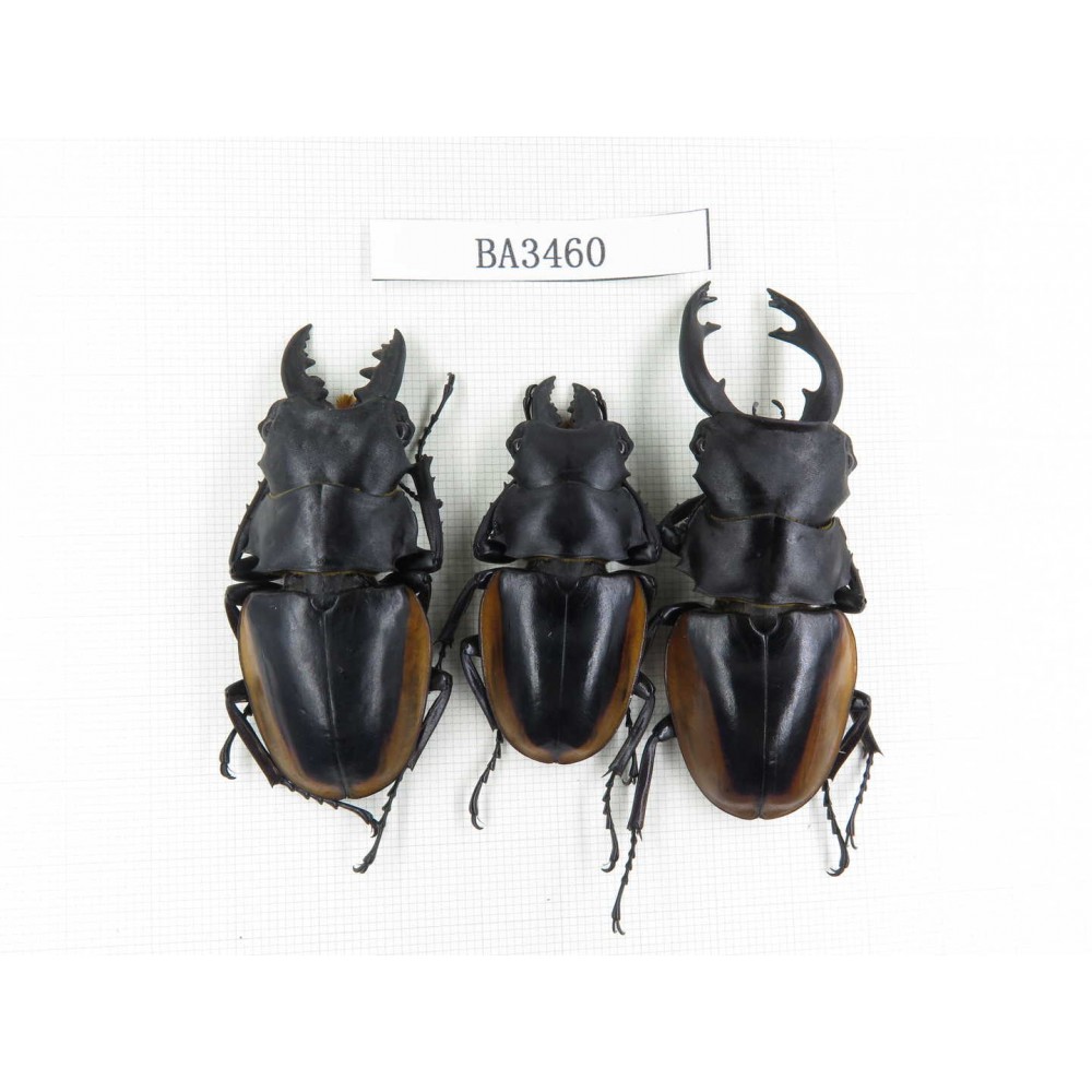 Odontolabis cuvera ssp. China, Guizhou, Qiandongnan, Mt.Leigongshan. 3M. BA3460.