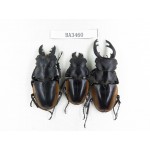 Odontolabis cuvera ssp. China, Guizhou, Qiandongnan, Mt.Leigongshan. 3M. BA3460.