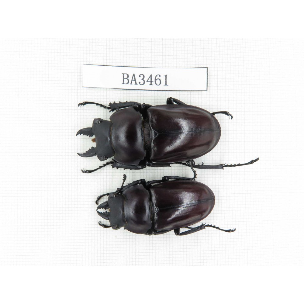 Neolucanus sp. China, Guizhou, Qiandongnan, Mt.Leigongshan. 2M. BA3461.