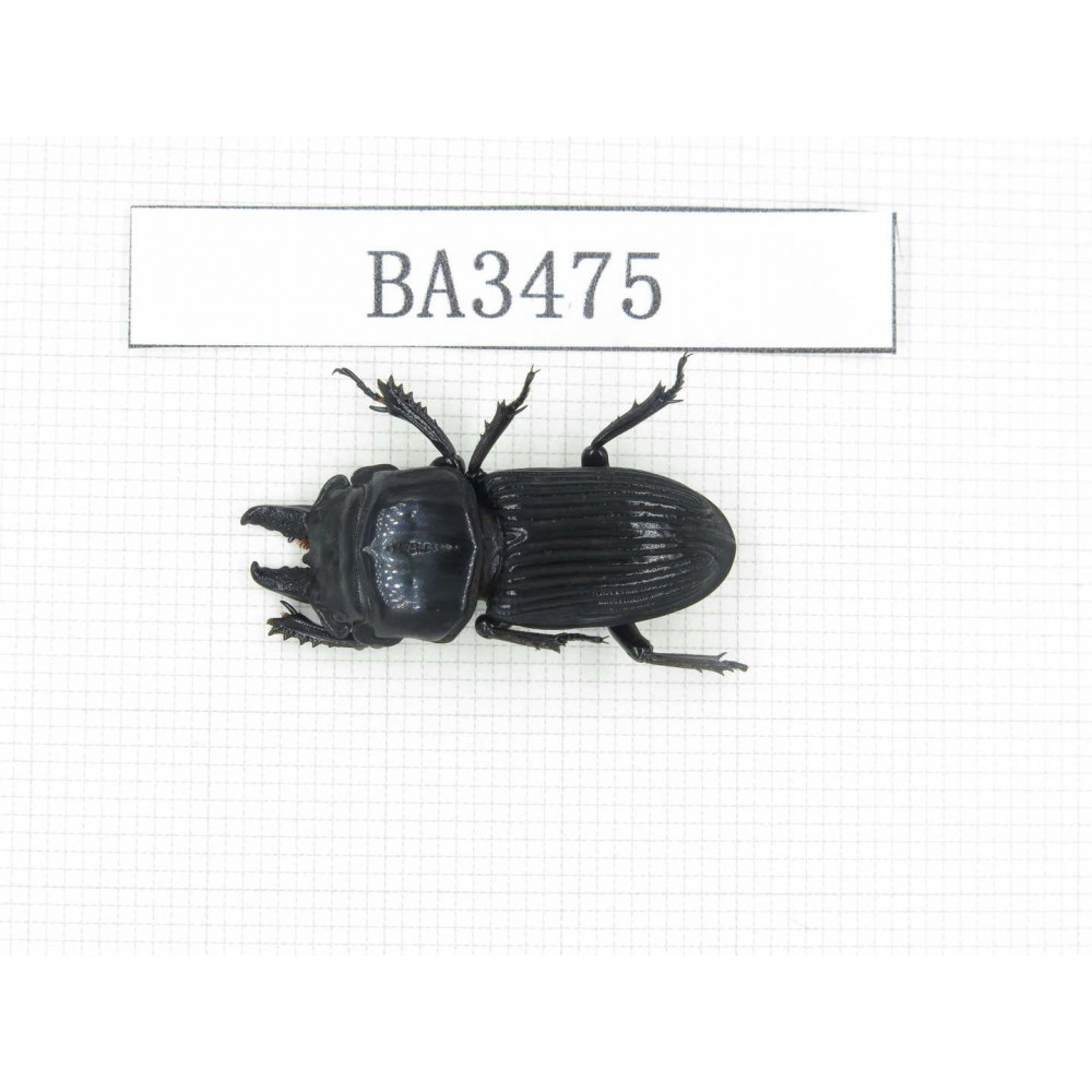Nigidius sp. China, Guizhou, Qiandongnan, Mt.Leigongshan. 1M. BA3475.