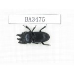 Nigidius sp. China, Guizhou, Qiandongnan, Mt.Leigongshan. 1M. BA3475.