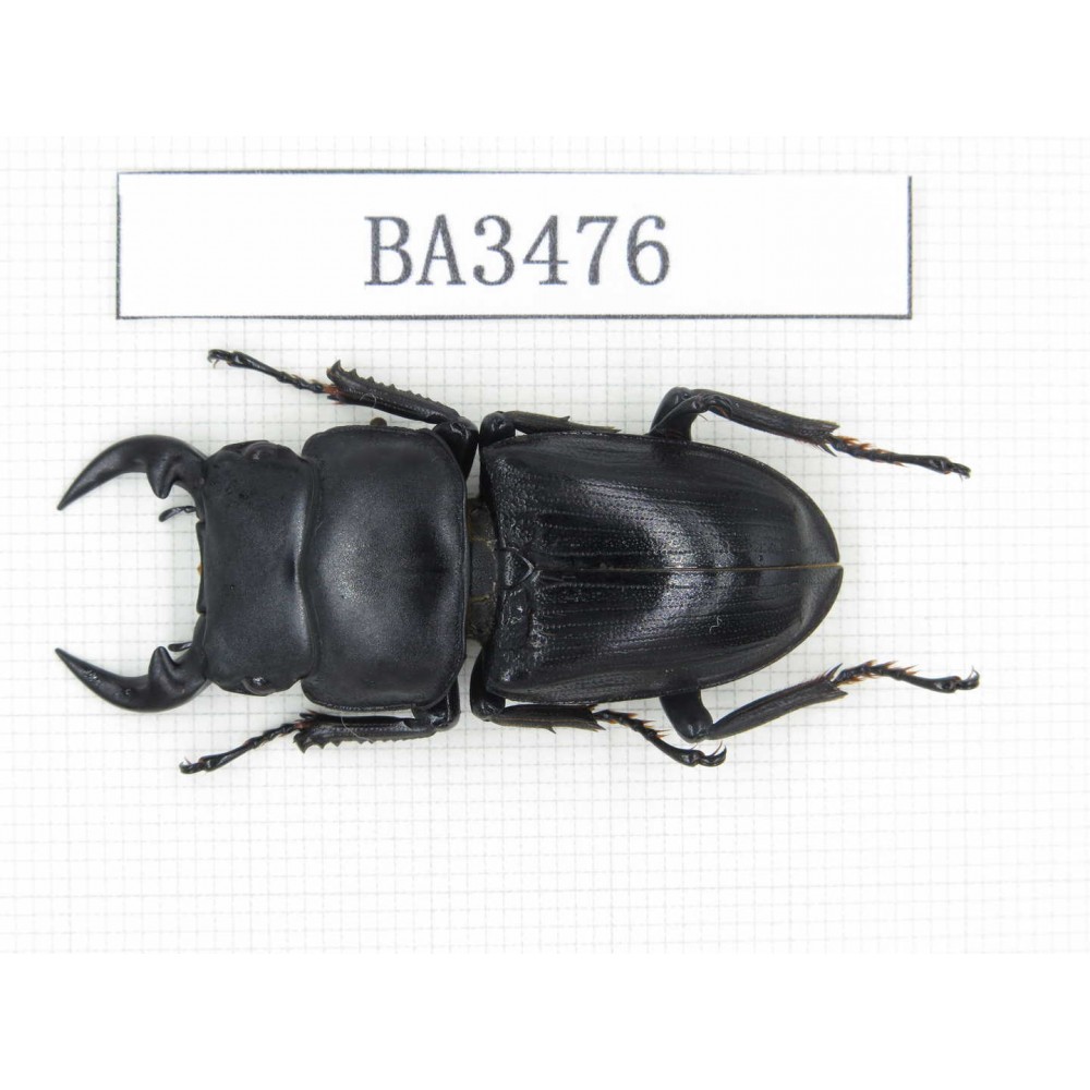 Dorcus sp. China, Guizhou, Qiandongnan, Mt.Leigongshan. 1M. BA3476.