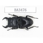 Dorcus sp. China, Guizhou, Qiandongnan, Mt.Leigongshan. 1M. BA3476.