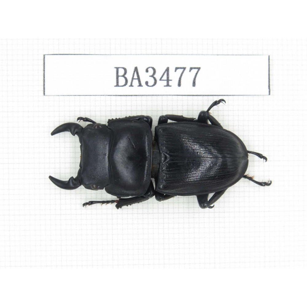 Dorcus sp. China, Guizhou, Qiandongnan, Mt.Leigongshan. 1M. BA3477.