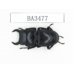 Dorcus sp. China, Guizhou, Qiandongnan, Mt.Leigongshan. 1M. BA3477.
