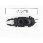 Dorcus sp. China, Guizhou, Qiandongnan, Mt.Leigongshan. 1M. BA3478.