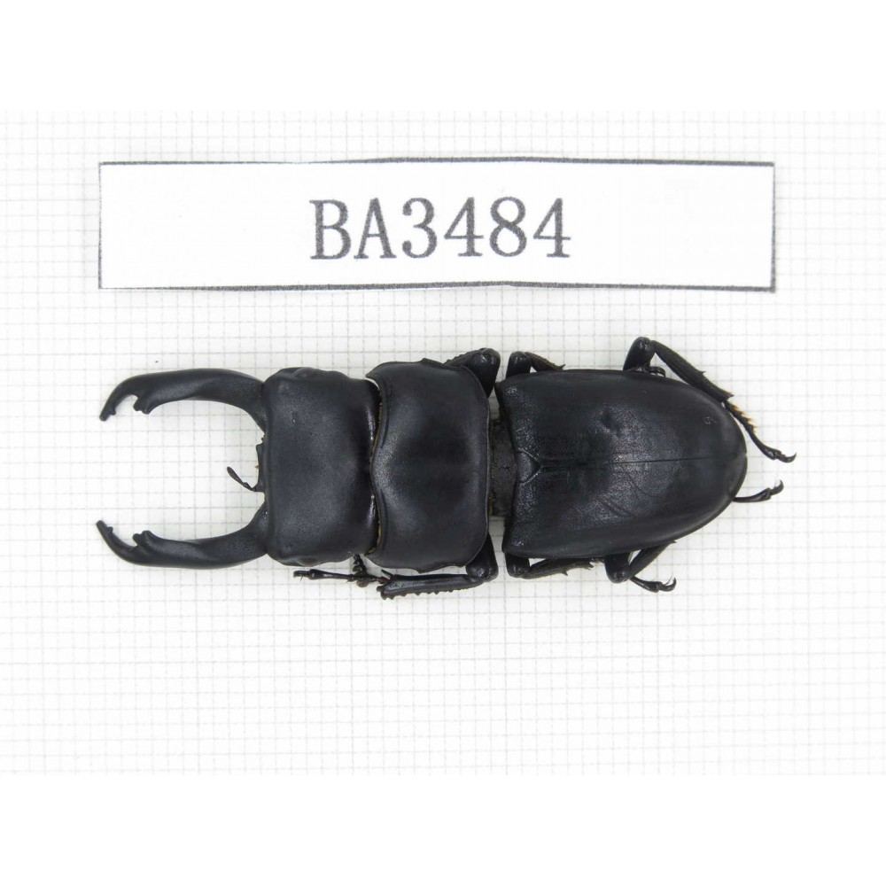 Dorcus sp. China, Guizhou, Qiandongnan, Mt.Leigongshan. 1M. BA3484.