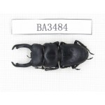 Dorcus sp. China, Guizhou, Qiandongnan, Mt.Leigongshan. 1M. BA3484.