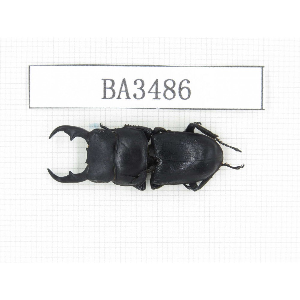 Dorcus sp. China, Guizhou, Qiandongnan, Mt.Leigongshan. 1M. BA3486.