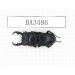 Dorcus sp. China, Guizhou, Qiandongnan, Mt.Leigongshan. 1M. BA3486.