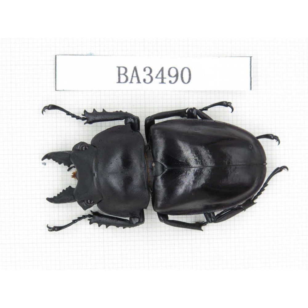 Neolucanus sp. China, Guizhou, Qiandongnan, Mt.Leigongshan. 1M. BA3490.