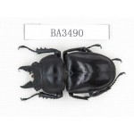 Neolucanus sp. China, Guizhou, Qiandongnan, Mt.Leigongshan. 1M. BA3490.