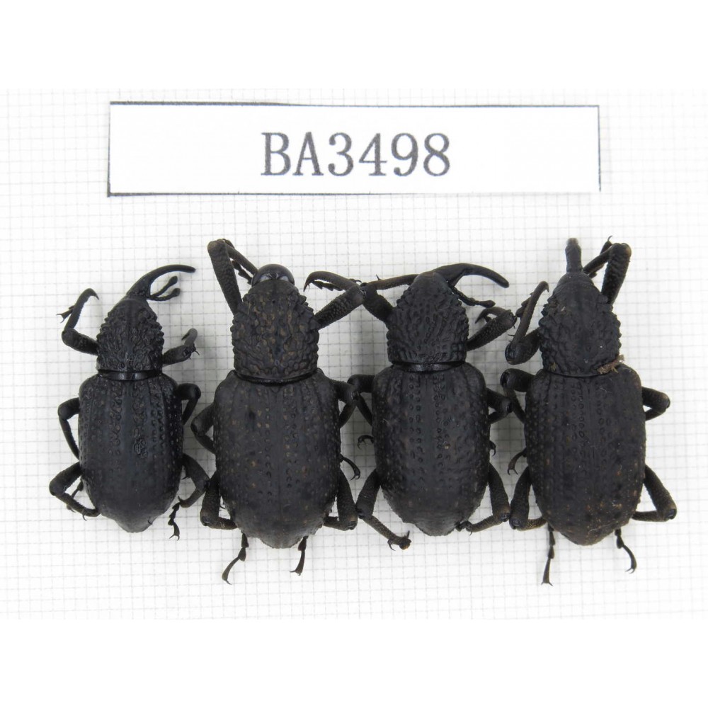 Curculionidae sp. China, Guizhou, Qiandongnan, Mt.Leigongshan. 4Pcs. BA3498.