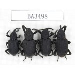 Curculionidae sp. China, Guizhou, Qiandongnan, Mt.Leigongshan. 4Pcs. BA3498.