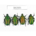 Cetoniidae sp. China, Guizhou, Qiandongnan, Mt.Leigongshan. 4Pcs. BA3501.