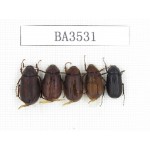 Melolonthidae sp. China, Yunnan, Xiangerila, S of Weixi county. 5Pcs. BA3531.
