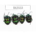 Hemiptera sp. China, Yunnan, Xiangerila, S of Weixi county. 4Pcs. BA3533.