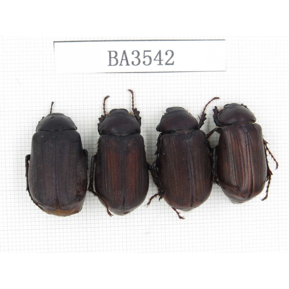 Melolonthidae sp. China, Yunnan, Yuxi, Xinping county. 4Pcs. BA3542.