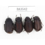 Melolonthidae sp. China, Yunnan, Yuxi, Xinping county. 4Pcs. BA3542.