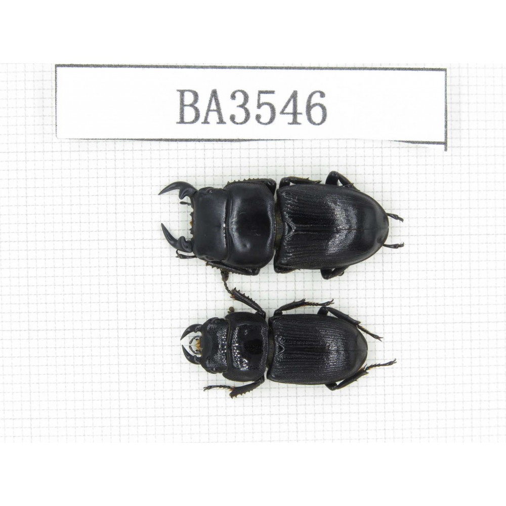 Dorcus sp. China, Yunnan, Yuxi, Xinping county. 2M. BA3546.