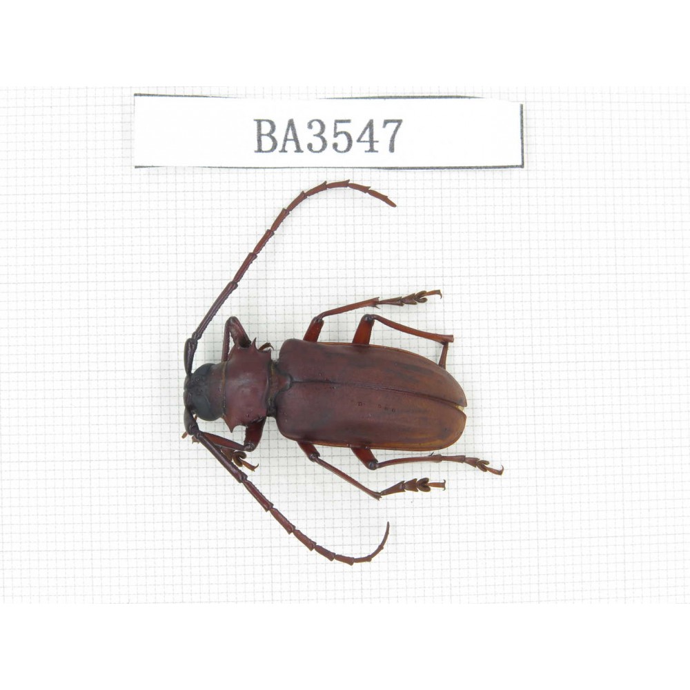 Cerambycidae sp. China, Yunnan, Yuxi, Xinping county. 1Pcs. BA3547.