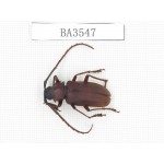 Cerambycidae sp. China, Yunnan, Yuxi, Xinping county. 1Pcs. BA3547.