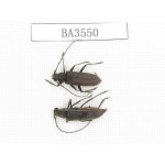Cerambycidae sp. China, Yunnan, Yuxi, Xinping county. 2Pcs. BA3550.