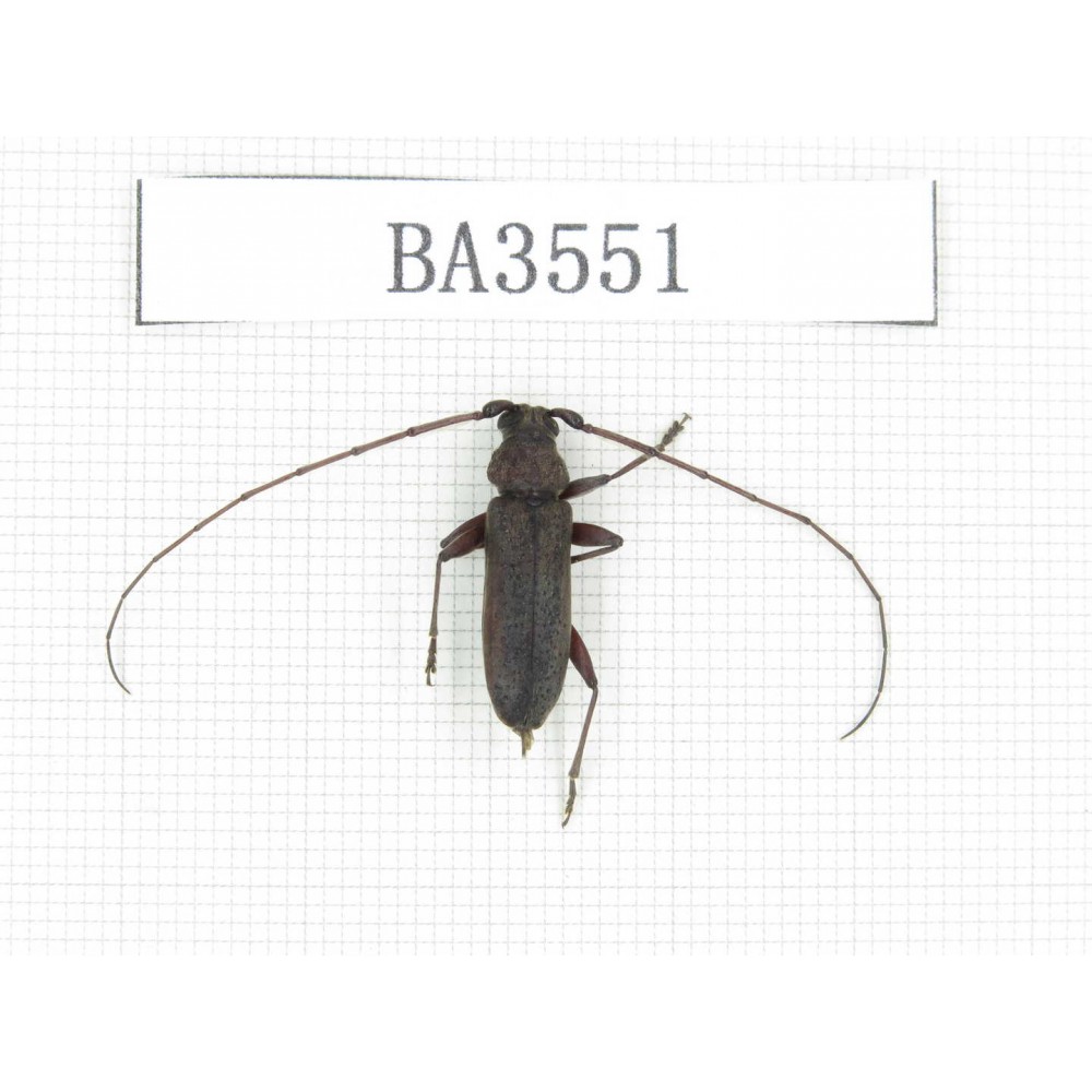 Cerambycidae sp. China, Yunnan, Yuxi, Xinping county. 1Pcs. BA3551.