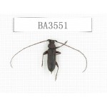 Cerambycidae sp. China, Yunnan, Yuxi, Xinping county. 1Pcs. BA3551.