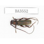 Cerambycidae sp. China, Yunnan, Yuxi, Xinping county. 1Pcs. BA3552.