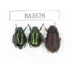 Rutelidae sp. China, Yunnan, Tengchong. 3Pcs. BA3576.