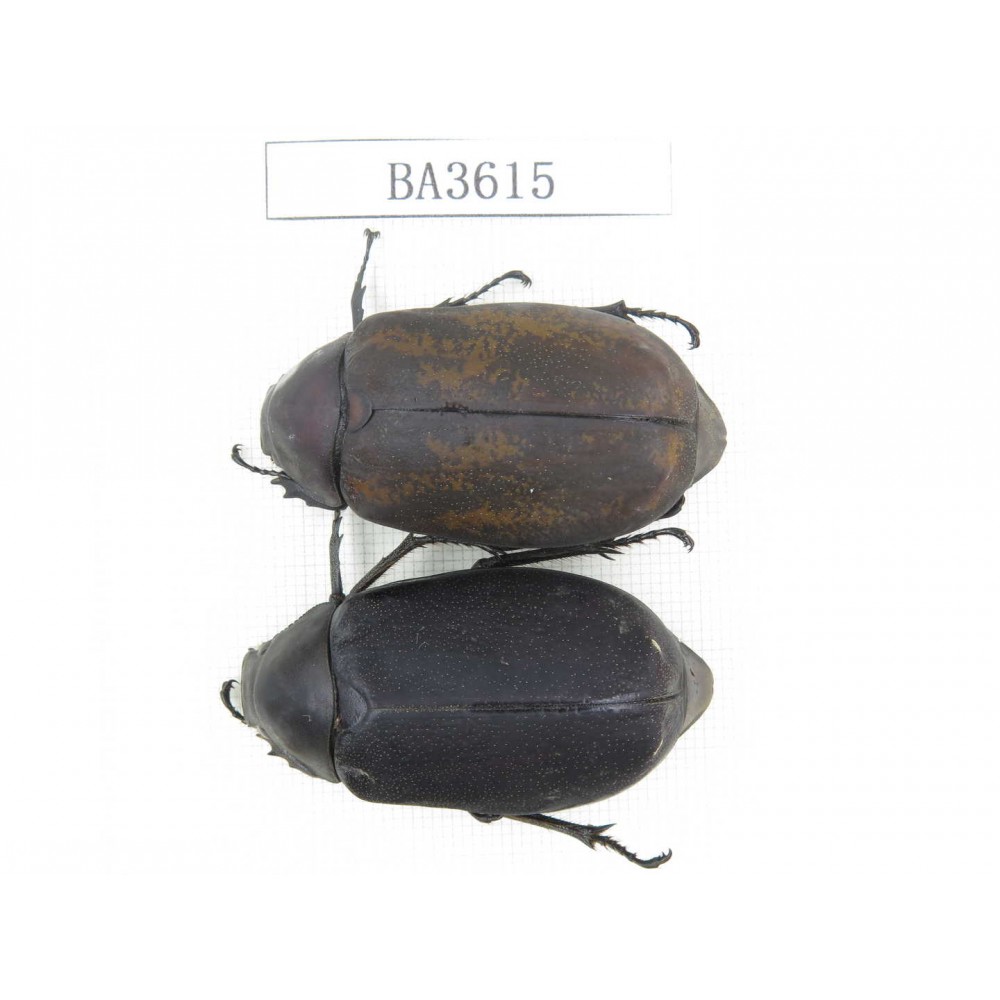 Melolonthidae sp. China, Yunnan, Dehong, Longchuan. 2Pcs. BA3615.