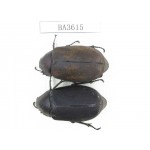 Melolonthidae sp. China, Yunnan, Dehong, Longchuan. 2Pcs. BA3615.