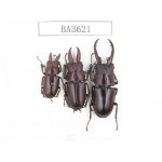 Prosopocoilus sp.  China, Yunnan, Dehong, Longchuan. 3M. BA3621.