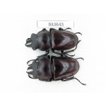 Neolucanus sp. China, Guizhou, Qiandongnan, Mt.Leigongshan. 2M. BA3643.