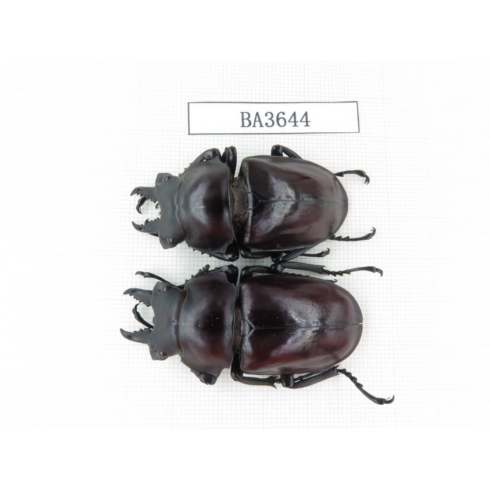 Neolucanus sp. China, Guizhou, Qiandongnan, Mt.Leigongshan. 2M. BA3644.