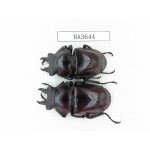 Neolucanus sp. China, Guizhou, Qiandongnan, Mt.Leigongshan. 2M. BA3644.