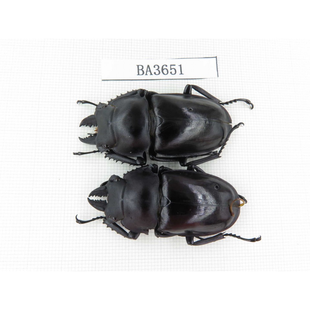 Neolucanus sp. China, Guizhou, Qiandongnan, Mt.Leigongshan. 2M. BA3651.